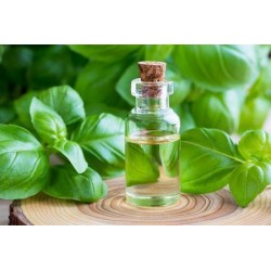 Basil Essential Oil