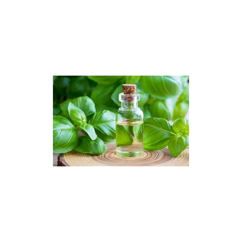 Indonesia Supplier Basil Essential Oil Producer Manufacturer