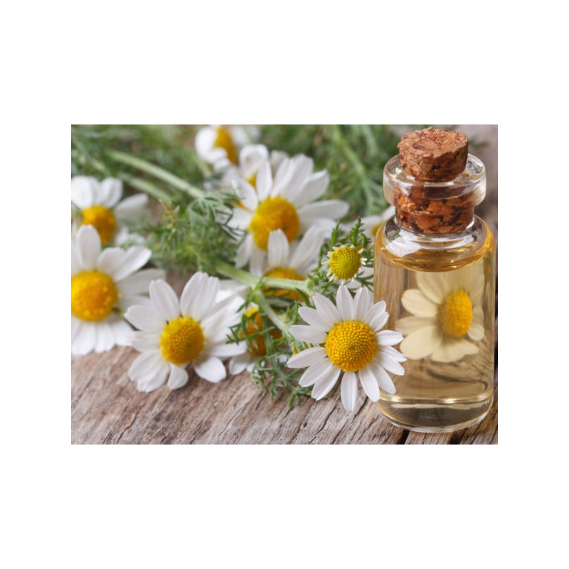 Chamomile Oil